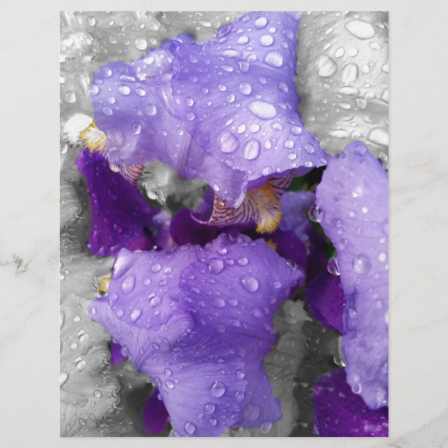 Regentropfen an Iris (Vorderseite)