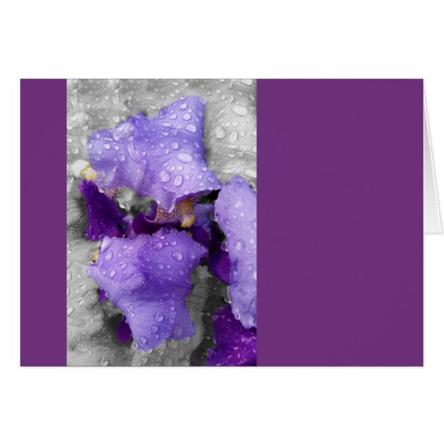 Regentropfen an Iris (Vorderseite (Horizontal))