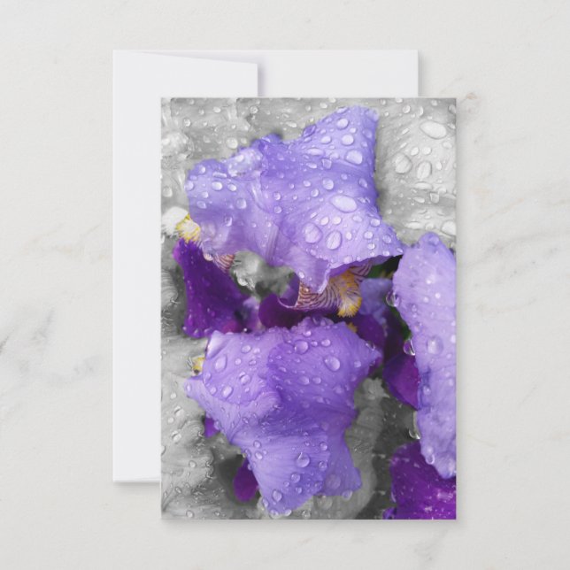 Regentropfen an Iris (Vorderseite)