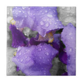 Regentropfen an Iris Fliese (Vorderseite)