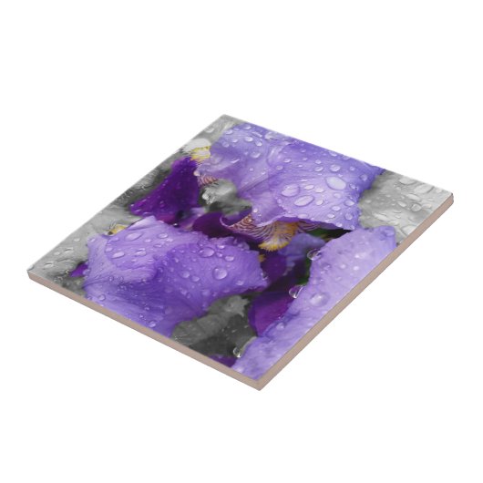 Regentropfen an Iris Fliese (Seite)