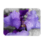 Regentropfen an Iris Magnet (Horizontal)
