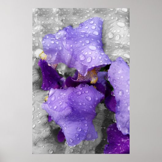 Regentropfen an Iris Poster (Vorne)