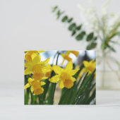 Regentropfen auf Affodilen Postkarte (Stehend Vorderseite)