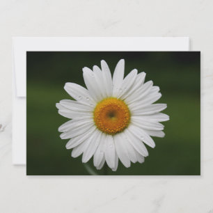 Regentropfen auf Blumenblättern