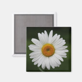 Regentropfen auf Blumenblättern Magnet (Vorderseite/Rückseite)