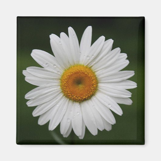 Regentropfen auf Blumenblättern Magnet (Vorne)