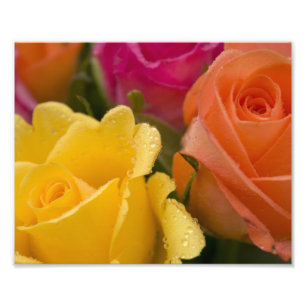 Regentropfen auf den gelb-orangeen und rosa Rosen Fotodruck