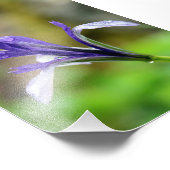 Regentropfen auf Iris Fotodruck (Ecke)