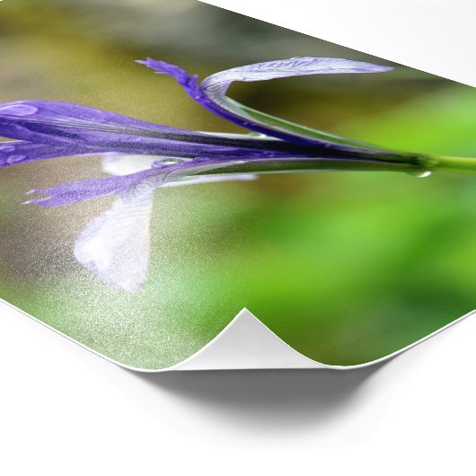 Regentropfen auf Iris Fotodruck (Ecke)
