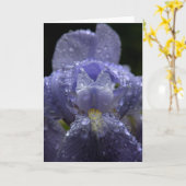 Regentropfen auf Iris - Gruß-Karte Karte (Gelbe Blume)