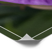 Regentropfen auf Iris Poster (Ecke)