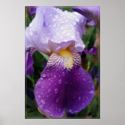 Regentropfen auf Iris Poster (Vorne)