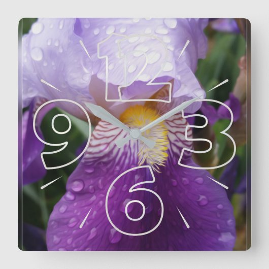 Regentropfen auf Iris Quadratische Wanduhr (Vorderseite)
