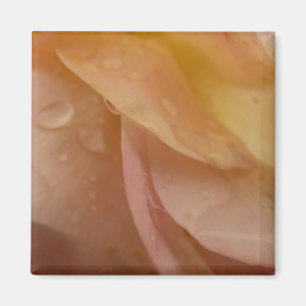 Regentropfen auf rosa Pfirsich-Rosenblüten Magnet