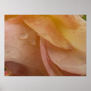 Regentropfen auf rosa Pfirsich-Rosenblüten Poster