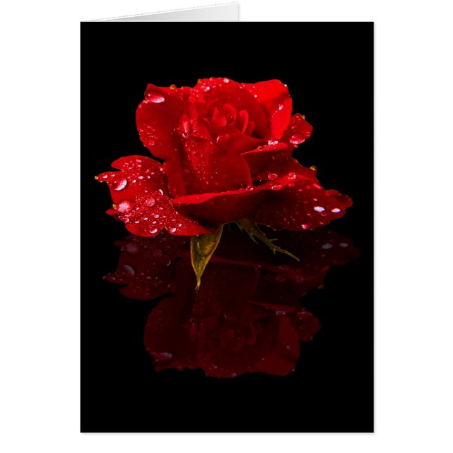 REGENTROPFEN AUF ROSE (Vorne)