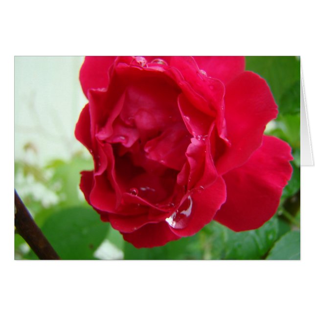 Regentropfen auf Roter Rose (Vorderseite (Horizontal))