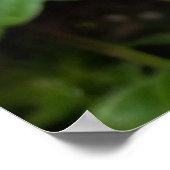Regentropfen auf weiß poster (Ecke)