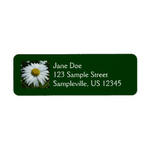 Regentropfen auf Wildblumen-Daisy II Floral