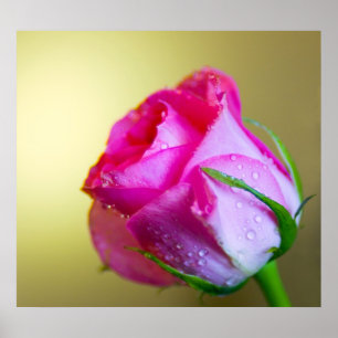 Regentropfen Küsse der Natur auf rosa Rose Poster
