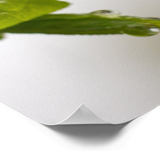 Regentropfen (Matte) Poster (Ecke)