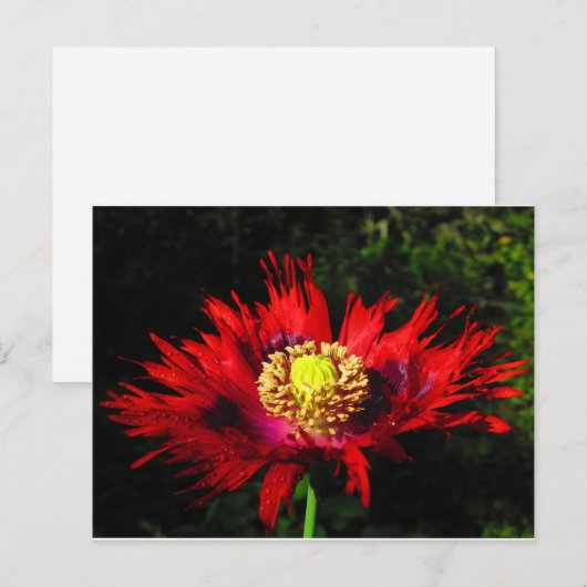 Regentropfen Postkarte (Vorne/Hinten)