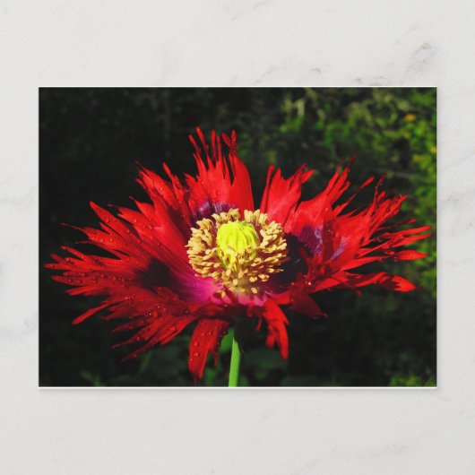 Regentropfen Postkarte (Vorderseite)