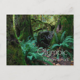 Regenwald Bäume, Ferns, Olympischer Nationalpark Postkarte