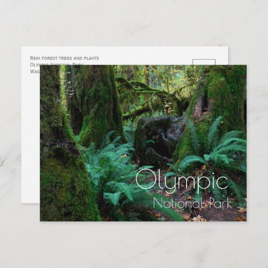 Regenwald Bäume, Ferns, Olympischer Nationalpark Postkarte (Vorne/Hinten)
