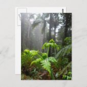 Regenwald-Blätter mit Tau-Tröpfchen-Postkarte Postkarte (Vorne/Hinten)