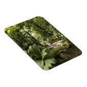 Regenwald, Dominica Magnet (Rechte Seite)