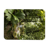 Regenwald, Dominica Magnet (Horizontal)