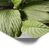 Regenwald, Dominica Poster (Ecke)