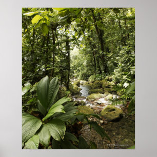Regenwald, Dominica Poster