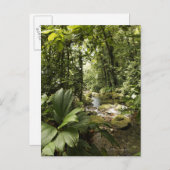 Regenwald, Dominica Postkarte (Vorne/Hinten)