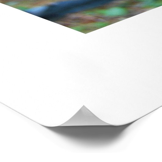 Regenwald Great Ape Daydreams Poster (Ecke)