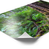 Regenwald im Great Otway National Park Australien Fotodruck (Ecke)