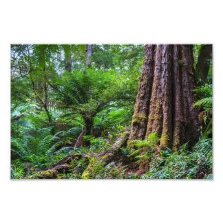 Regenwald im Great Otway National Park Australien Fotodruck