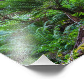 Regenwald im Great Otway National Park Australien Fotodruck (Ecke)