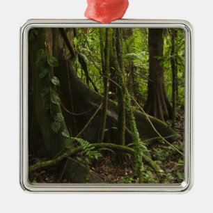 Regenwald, Mapari River Nord Rupununi, Silbernes Ornament