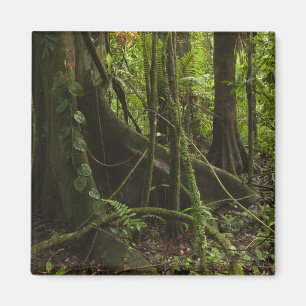 Regenwald, Mapari River North Rupuni, Magnet