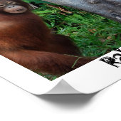 Regenwald-Natur-Baumhugger Poster (Ecke)