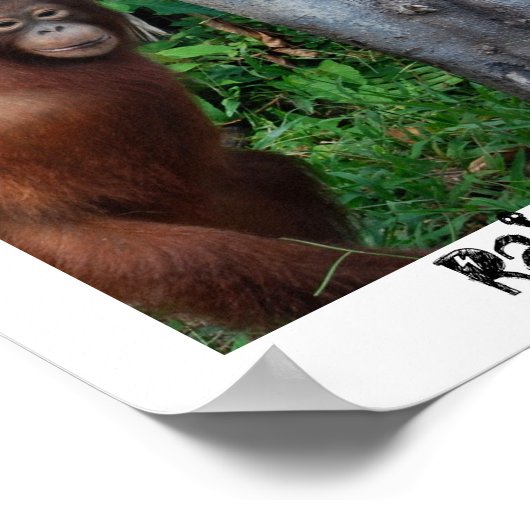 Regenwald-Natur-Baumhugger Poster (Ecke)