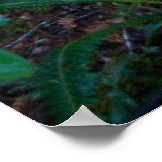 Regenwald Poster (Ecke)