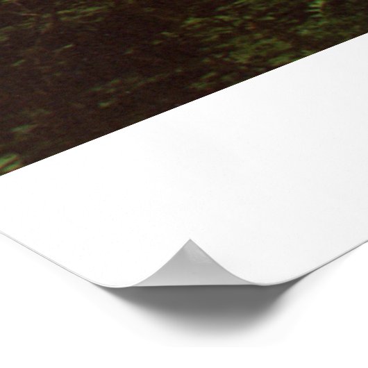 Regenwald Poster (Ecke)