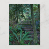Regenwald Postkarte (Vorderseite)