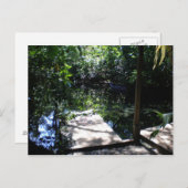Regenwald Postkarte (Vorne/Hinten)