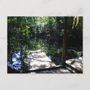 Regenwald Postkarte