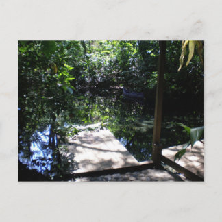 Regenwald Postkarte